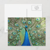 Peacock-Briefkaart Briefkaart (Voorkant / Achterkant)