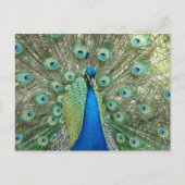 Peacock-Briefkaart Briefkaart (Voorkant)