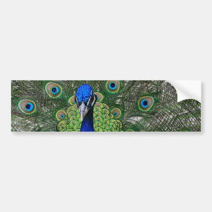 Peacock Bumpersticker