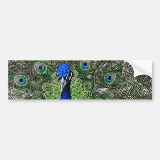 Peacock Bumpersticker (Voorkant)