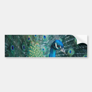 Peacock, bumpersticker