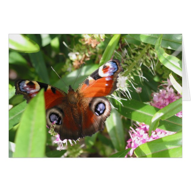 Peacock Butterfly (Voorkant Horizontaal)