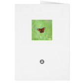 Peacock Butterfly (Achterkant)