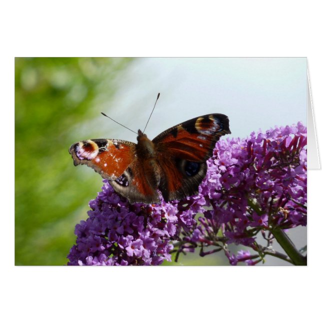 Peacock Butterfly 2 (Voorkant Horizontaal)