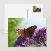 Peacock Butterfly 2 Briefkaart (Voorkant / Achterkant)
