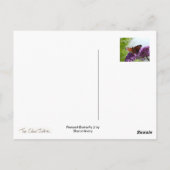 Peacock Butterfly 2 Briefkaart (Achterkant)