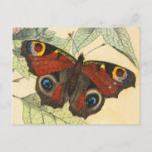 Peacock Butterfly Briefkaart (Voorkant)
