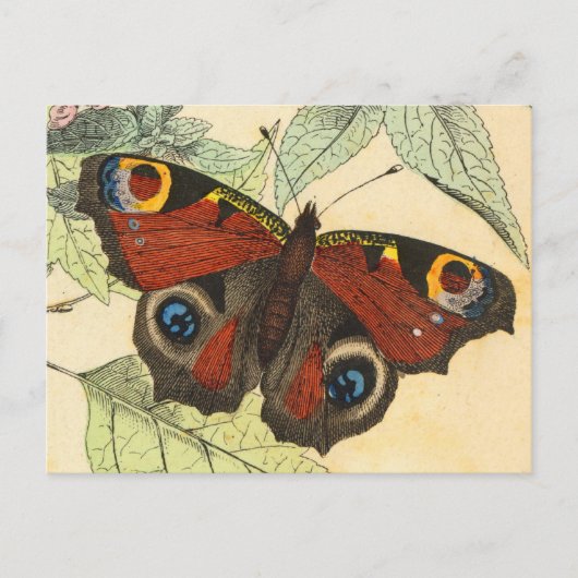Peacock Butterfly Briefkaart (Voorkant)