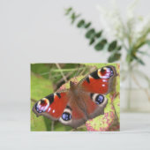peacock Butterfly Briefkaart (Staand voorkant)