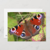 peacock Butterfly Briefkaart (Voorkant / Achterkant)