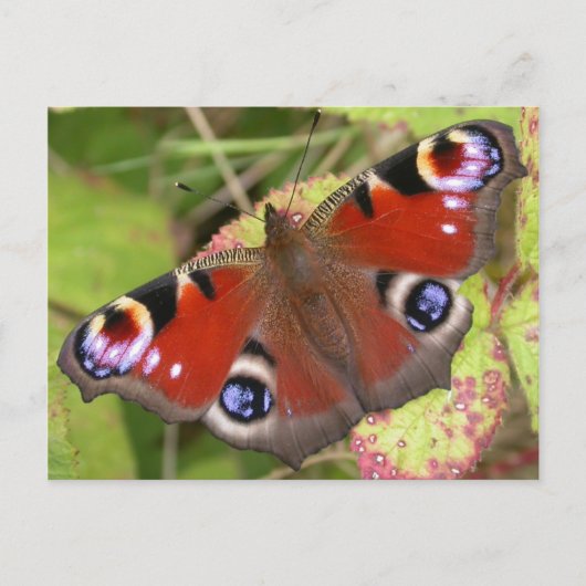 peacock Butterfly Briefkaart (Voorkant)