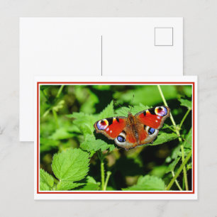 Peacock Butterfly Briefkaart