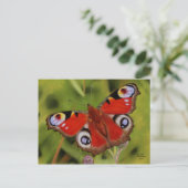 PEACOCK BUTTERFLY BRIEFKAART (Staand voorkant)