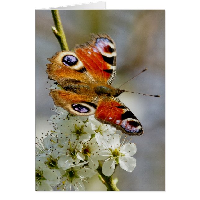 Peacock Butterfly - Butterfly on Hawthorn Flower - (Voorkant)
