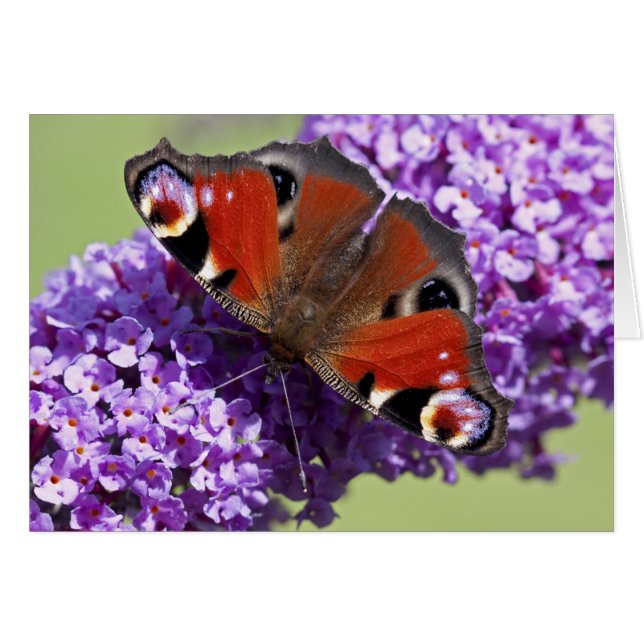 Peacock Butterfly Card (Voorkant Horizontaal)