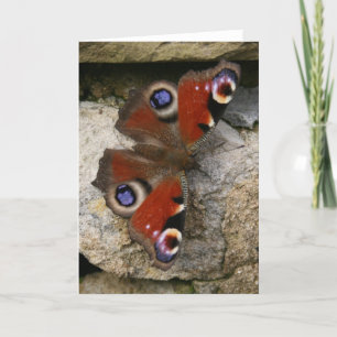 Peacock Butterfly, Engeland Kaart