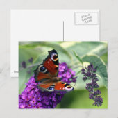 Peacock Butterfly (Inachis io) Briefkaart (Voorkant / Achterkant)