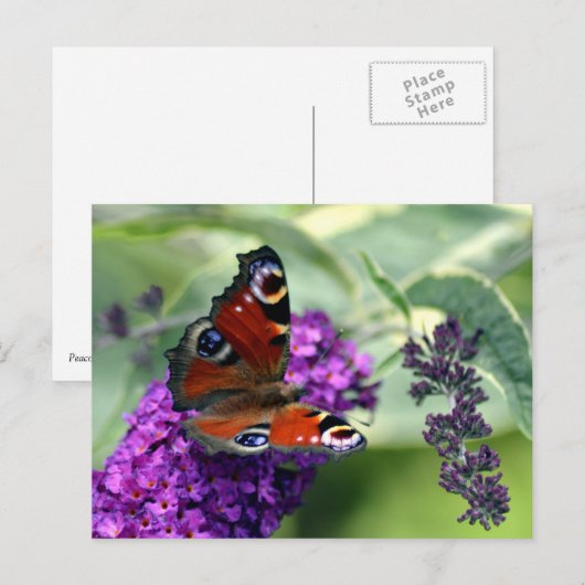 Peacock Butterfly (Inachis io) Briefkaart (Voorkant / Achterkant)
