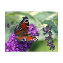 Peacock Butterfly (Inachis io)