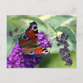 Peacock Butterfly (Inachis io) Briefkaart
