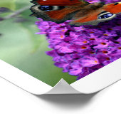 Peacock Butterfly (Inachis io) Poster (Hoek)
