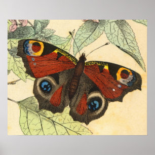 Peacock Butterfly - kunstPoster Poster