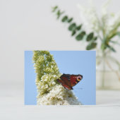 Peacock Butterfly op Boeddleia Briefkaart (Staand voorkant)