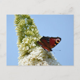Peacock Butterfly op Boeddleia Briefkaart