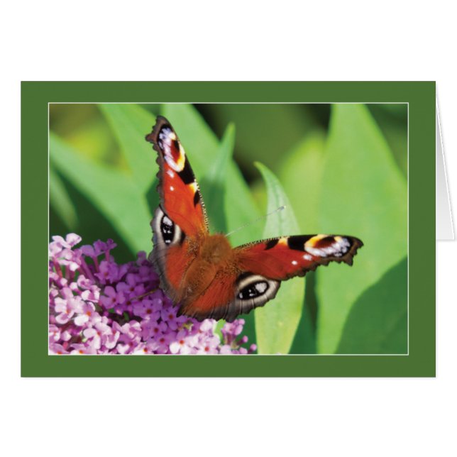Peacock Butterfly op Buddleia Blank (Voorkant Horizontaal)