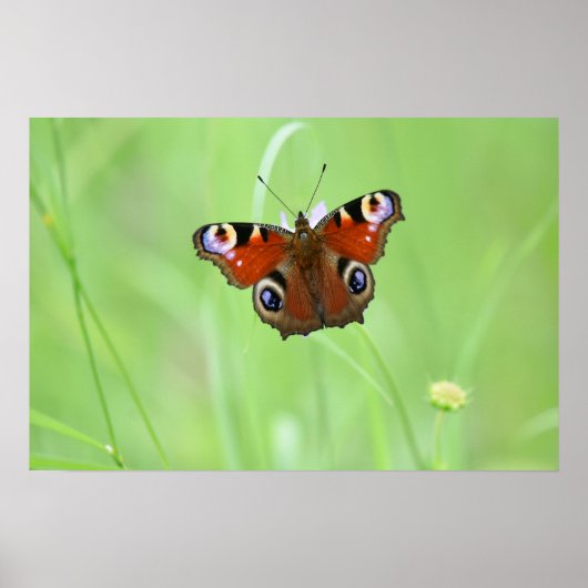 Peacock Butterfly Poster (Voorkant)