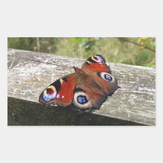 Peacock Butterfly Rechthoekige Sticker (Voorkant)