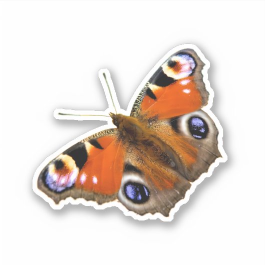 Peacock Butterfly Sticker (Voorkant)