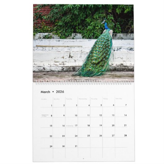 Peacock Calendar 2026 Wall Photo Kalender (Mar 2026)