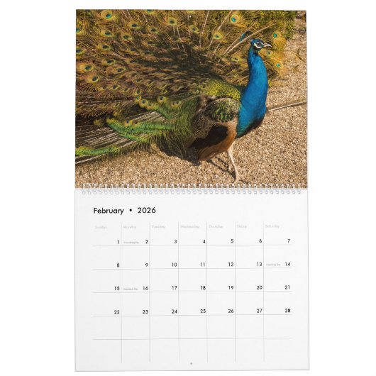 Peacock Calendar 2026 Wall Photo Kalender (Feb 2026)