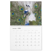 Peacock Calendar 2026 Wall Photo  Kalender (Jan 2026)