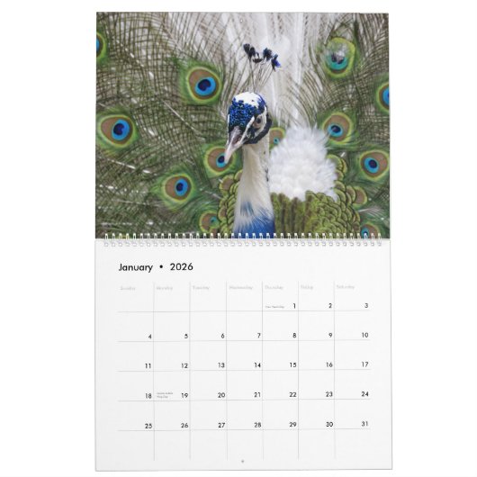 Peacock Calendar 2026 Wall Photo  Kalender (Jan 2026)