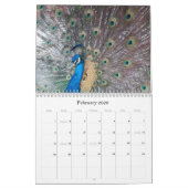Peacock Calendar Kalender (Feb 2026)