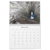Peacock Calendar Kalender (Mar 2026)
