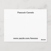 Peacock Camels Briefkaart (Achterkant)