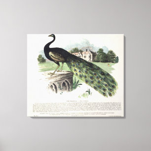 Peacock Canvas Afdruk