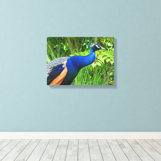 Peacock Canvas Afdruk (Insitu (Houten vloer))