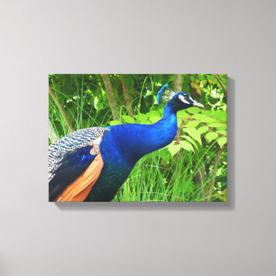 Peacock Canvas Afdruk