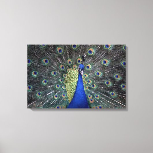 Peacock Canvas Afdruk (Voorkant)