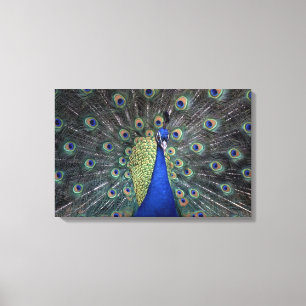 Peacock Canvas Afdruk