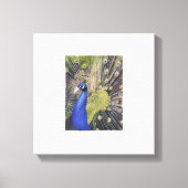 Peacock Canvas Afdruk (Voorkant)