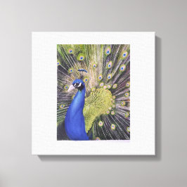 Peacock Canvas Afdruk