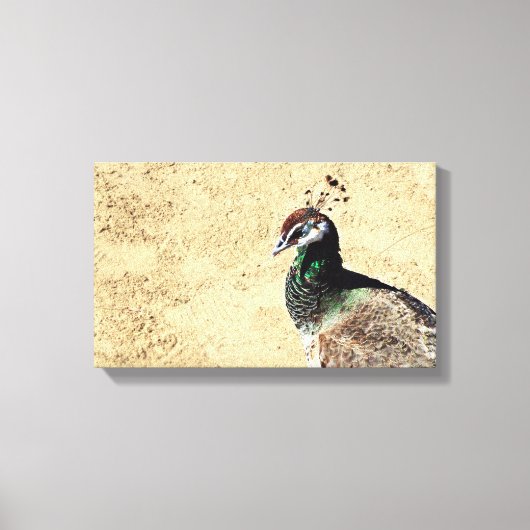 Peacock Canvas Afdruk (Voorkant)
