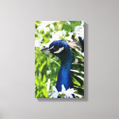 Peacock Canvas Afdruk (Voorkant)