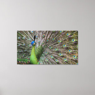 Peacock Canvas Afdruk