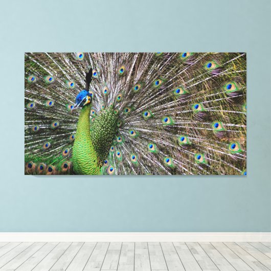 Peacock Canvas Afdruk (Insitu (Houten vloer))